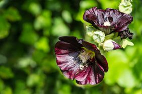 Alcea rosea 'nigra' is commonly known as Black Hollyhock. Tall flower Black Malva with huge dark flowers decorate any garden. Wonderful natural background for any idea. There is place for text