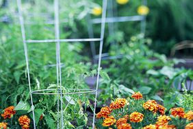 galvanized wire tomato cage