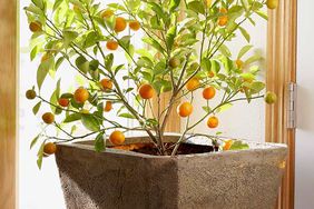 Calamander orange plant, orange, plant