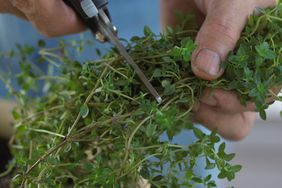 gathering english thyme to dry