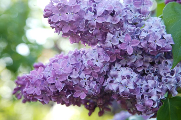 detail shot of lavender lilac branch