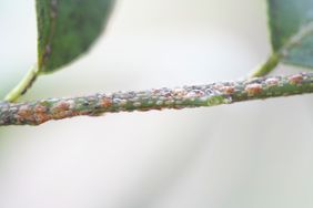 scale insects on lemon tree