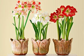 amaryllis varieties in containers