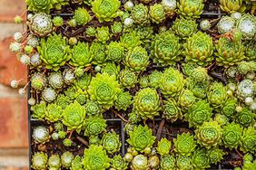 hens and chicks in flat