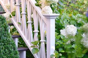 plants, railing, deck, stairs