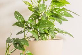 Monstera plant in white pot