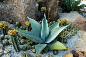 agave and cacti in garden