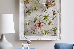 air plants hanging on wires in white antique frame