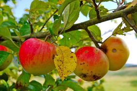 Several apples on a tree with a disease or fungus