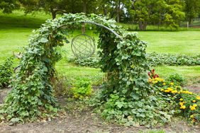 arched trellis with mature bean plant