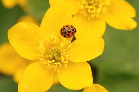 Asian Beetle on a yellow flower