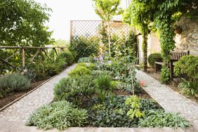 Backyard Garden with Italian plants
