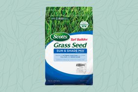 Best Grass Seed of 2023