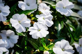 annual white Vinca flowers