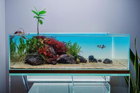 Aquarium with rocks and plants