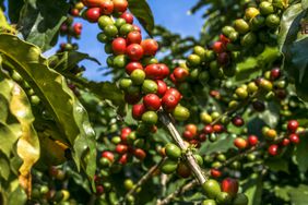 Coffee beans on Arabica plant
