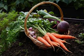 Basket with fresh carrots, beetroot, zucchini