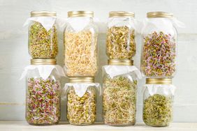 bean sprouts growing in jars