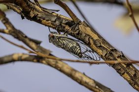 Cicada on a tree
