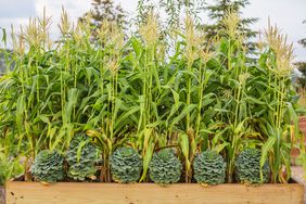 Corn planted in box planter