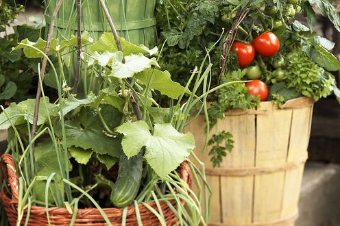 Cucumber and tomato in planters
