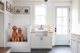 Two dogs in a small dog shower in a mud room