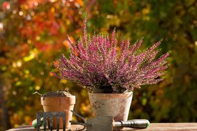 Fall plant in pot and gardening tools with autumn leaves in the background