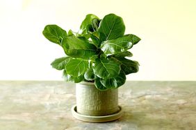 Fiddle leaf fig houseplant on stone countr