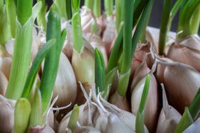 garlic cloves sprouting