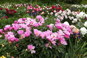 Garden with colorful peonies