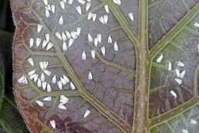 whiteflies on leaf underside