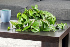 hoya plant on coffee table