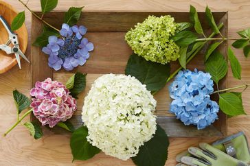Variety of hydrangeas laid out on table