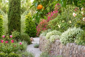 Mediterranean-style garden with terrace and citrus tree