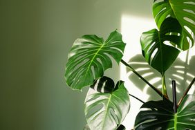 indoor monstera houseplant