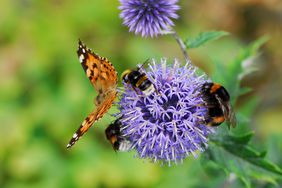 Butterfly and bees pollinating purple globe thistle