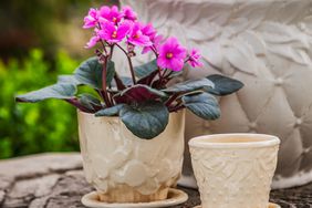 African Violet plant in white pot
