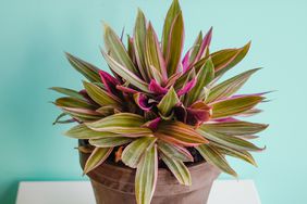 boat lily houseplant tradescantia