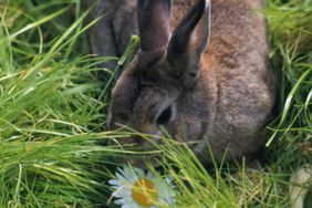bunny eating grass near daisy