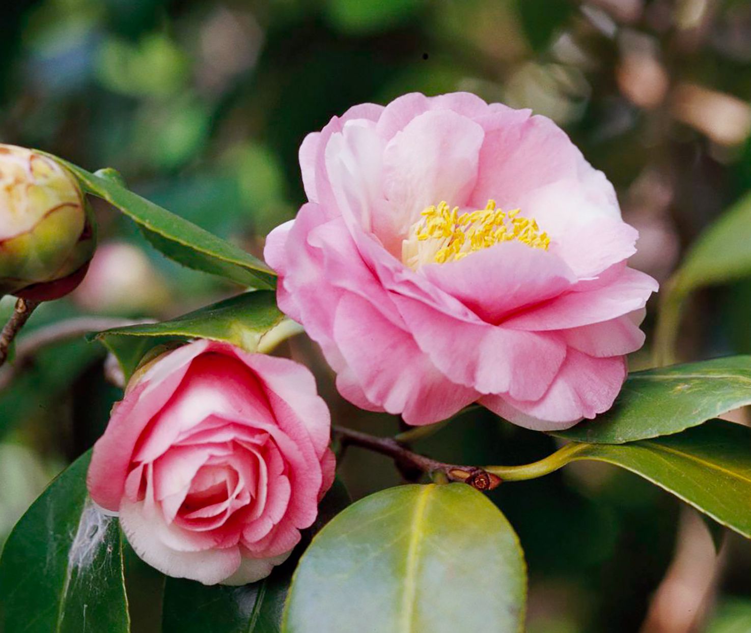close up photo pastel pink camellia japonica flowers