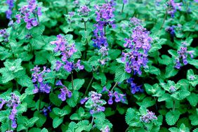 catmint in bloom with purple flowers