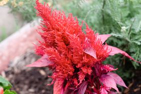 'New Look Red' Celosia