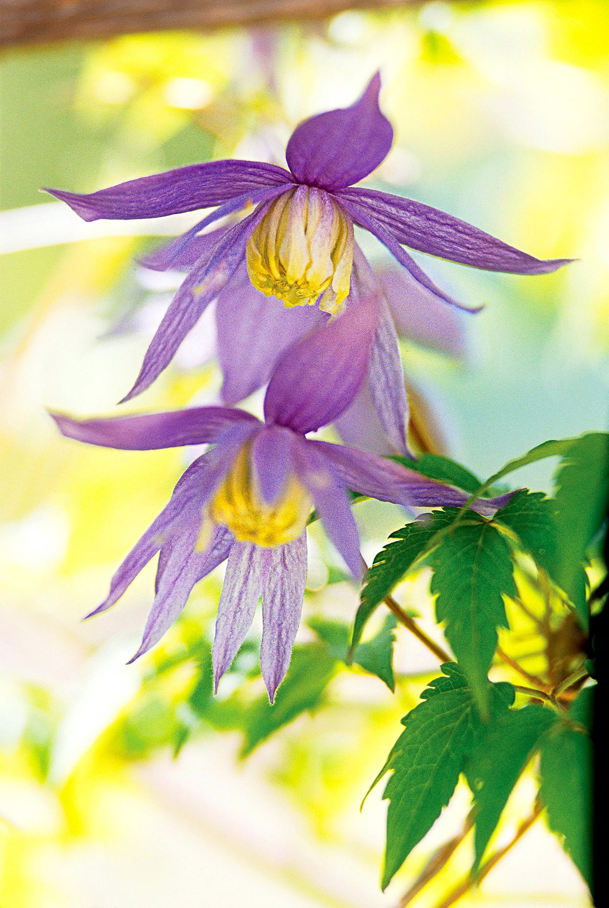 Purple and yellow Clematis alpina 'Francis Rivis'