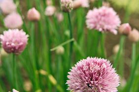 cluster of chives