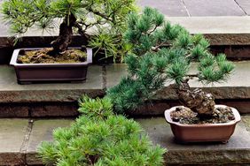conifer bonsai on steps and gravel base