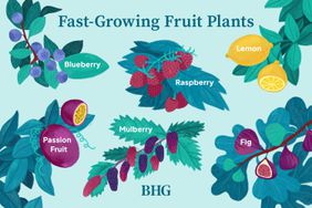 Fast Growing Fruit Plants