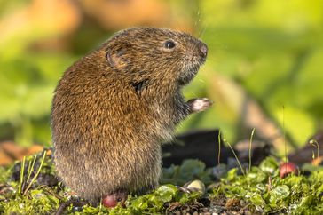 field vole holding food in natural habitat