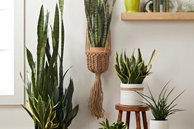 four potted snake plants and one hanging