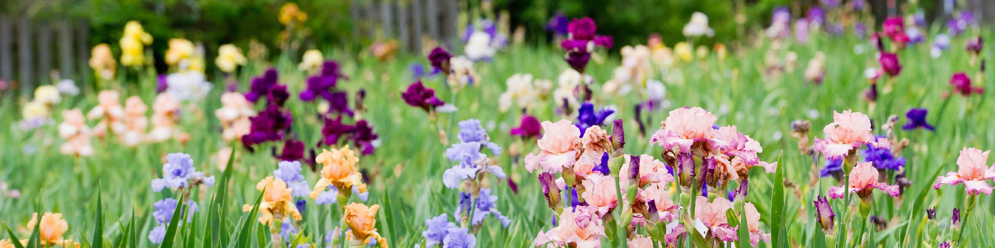 beareded irises growing in garde