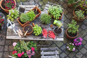 Gardening, different herbs and gardening tools on garden table